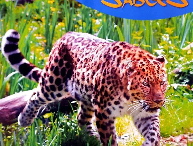 Vue Sur דירה Les Sables-dʼOlonne